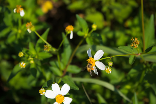 蜜蜂采蜜 鬼針草白花