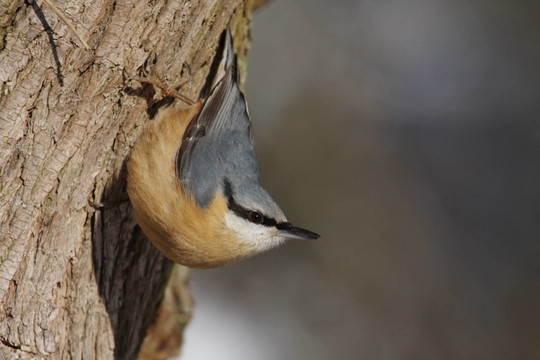 鳾