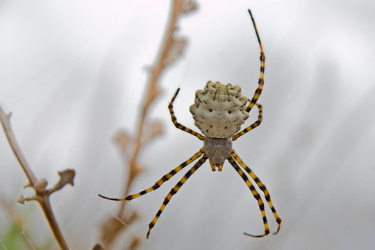 zebraspinne