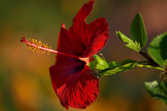 紅芙蓉