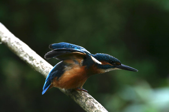 翠鳥開始
