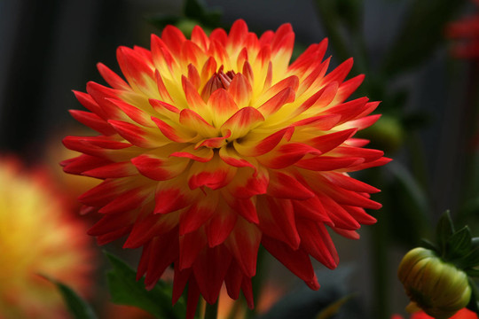 大麗花（Dahlia）
