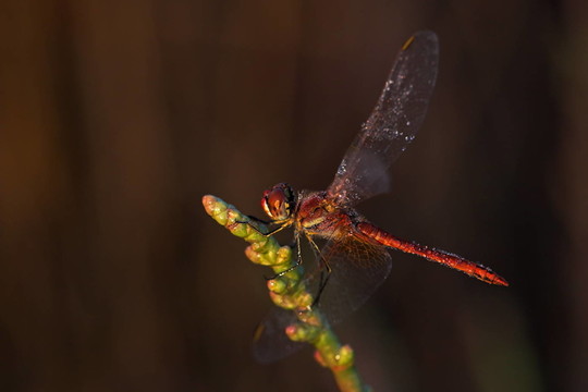 鏢- sympetrum fonscolombii