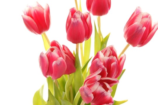 tulpenstrau？
