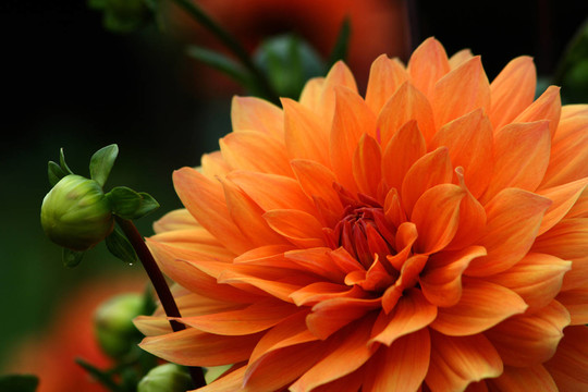 大麗花（Dahlia）