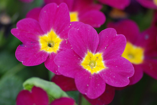 報春花