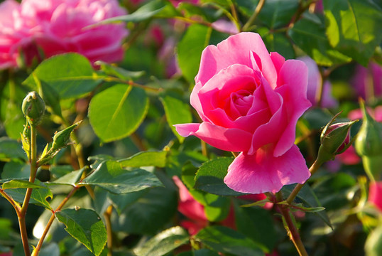 花卉