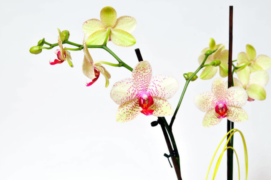 蘭花花