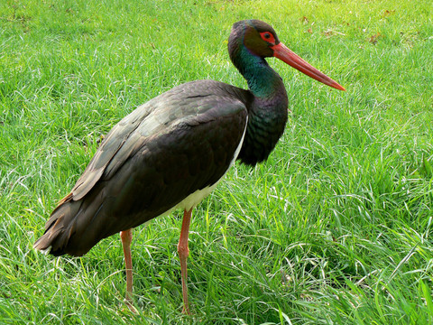 黑鸛（Ciconia nigra）