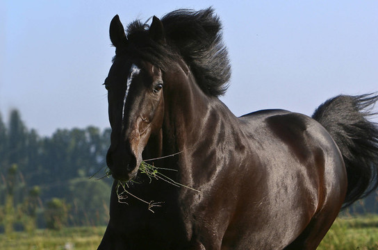 馬