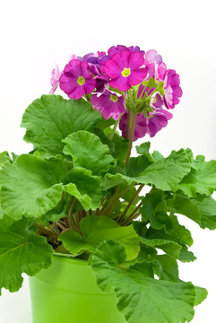 盆栽免報(bào)春花