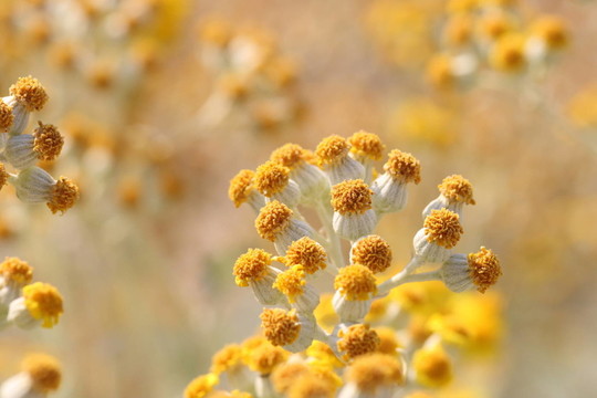 花卉