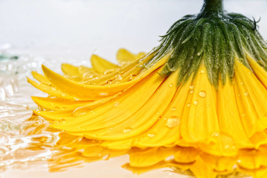 花卉