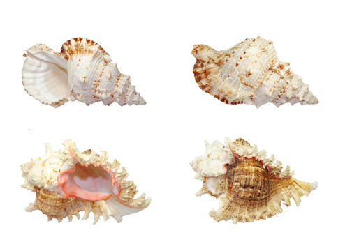 muschelset