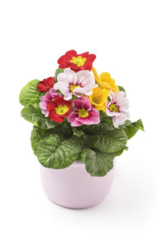報(bào)春花