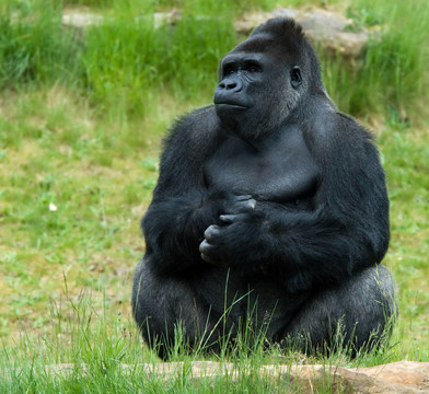 動物