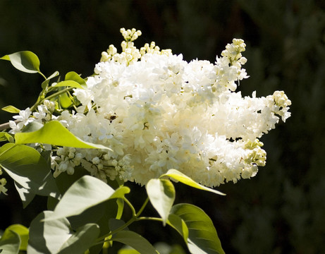 丁香花
