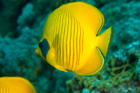藍(lán)色的魚