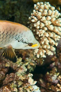 藍(lán)色的魚(yú)
