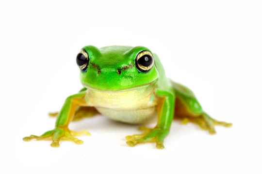 動物