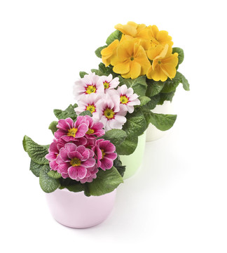 報春花