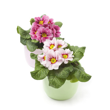 報(bào)春花