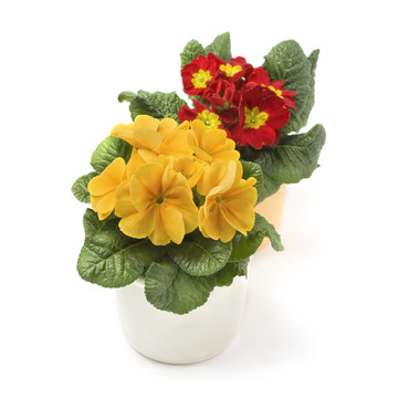 報春花