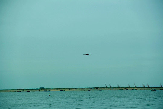 海