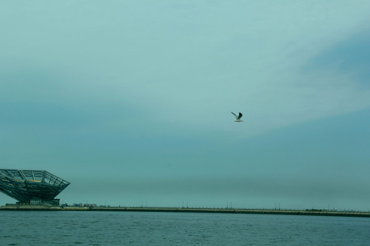 海鷗