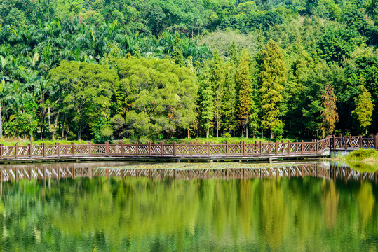 湖岸森林