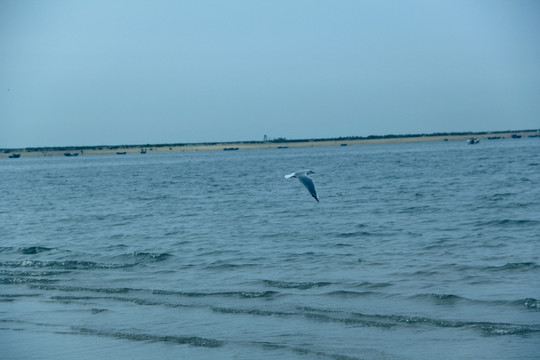 海鷗