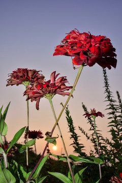 花