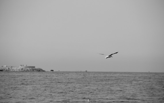 海鷗