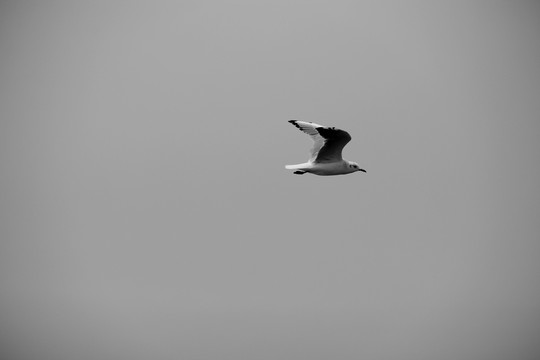 海鷗