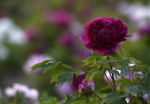 牡丹花開