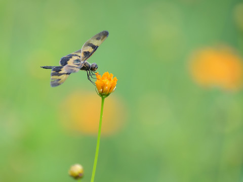 蝴蝶蜻蜓