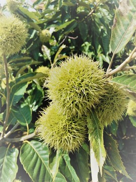 板栗 毛栗 果樹 果實(shí) 青板栗