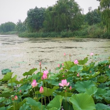 荷花 湖泊 花草 自然風(fēng)景 水