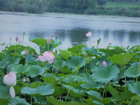 荷花 湖水 花草 自然風景蓮花