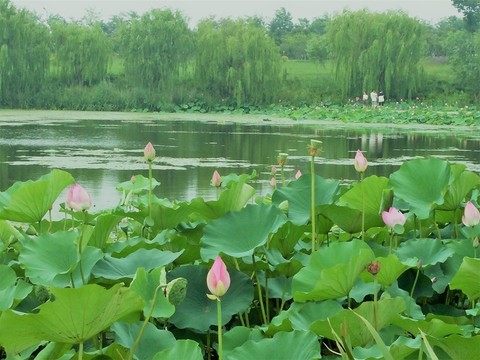 荷花 蓮花 湖泊池塘 蓮 花