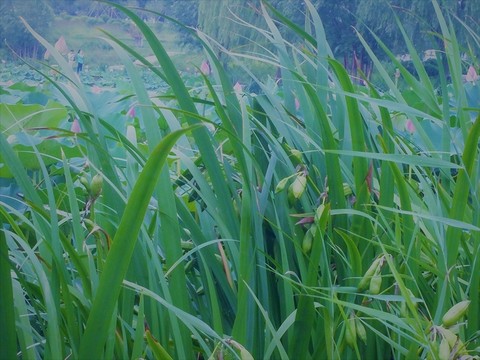 綠色植物 湖泊 綠草