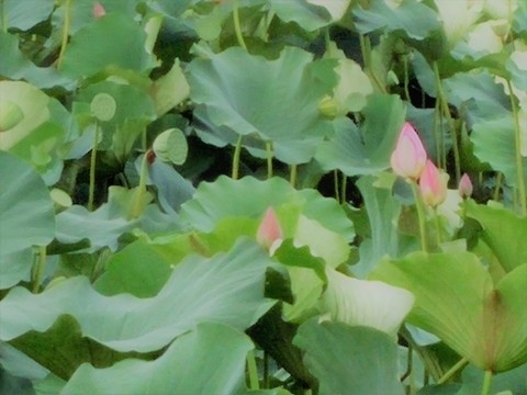 荷花 蓮花 荷塘 睡蓮 蓮 花