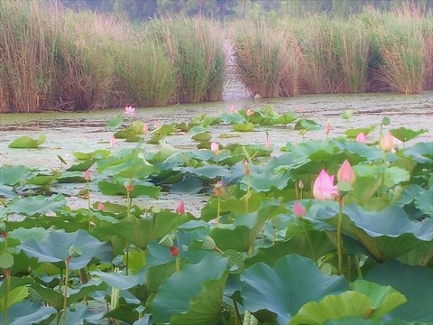 蓮花荷花 荷塘 睡蓮 蓮 花