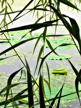 荷塘 湖泊 風(fēng)景綠植物 綠草