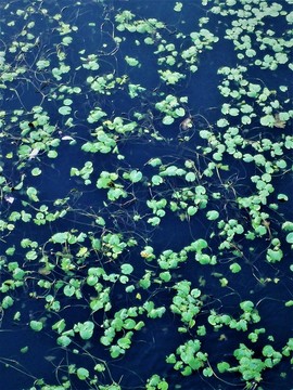 蓮塘 荷花池荷葉 湖水 背景