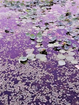 荷花池 蓮塘 荷葉 湖水 池塘