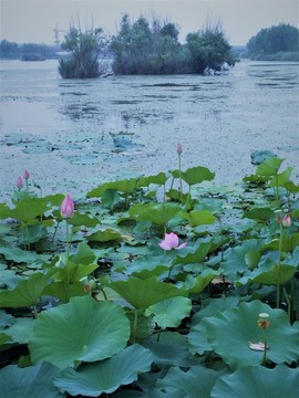 荷花池 蓮塘 荷葉 湖水 池塘