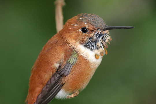 野生鳥類