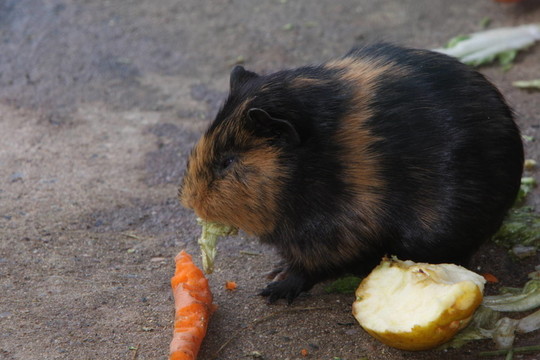 鼠