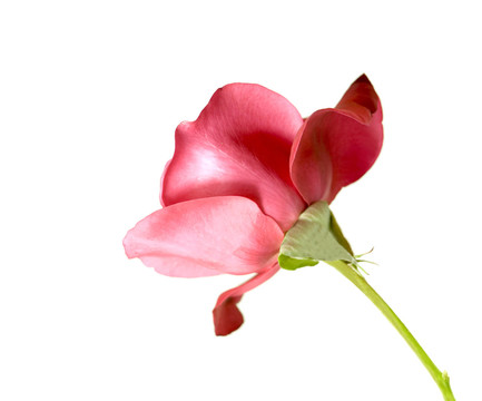花卉